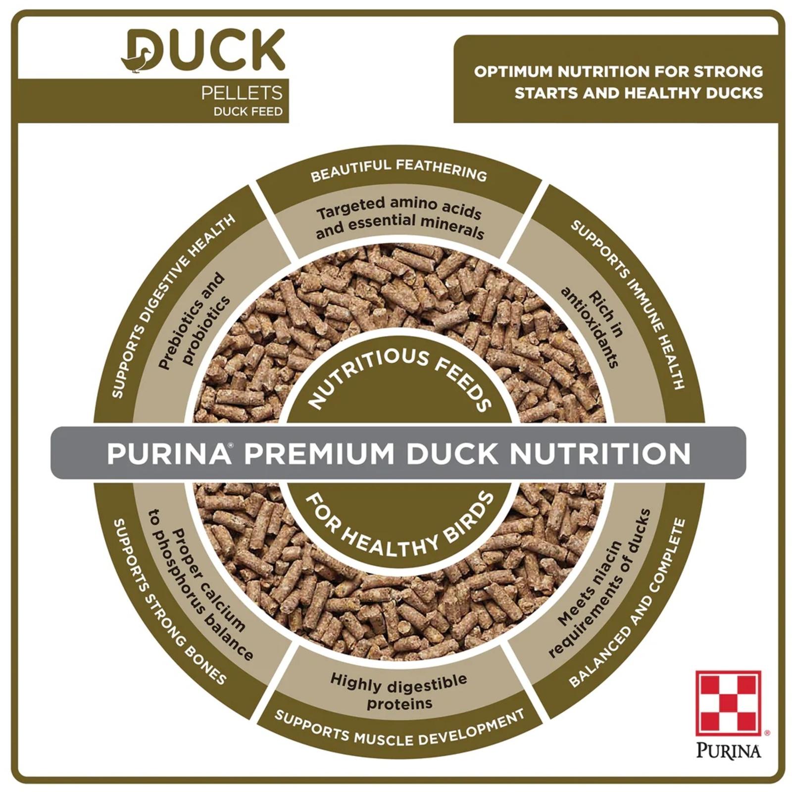 PackageInfographics_DUCK_AN_BACKYARDFLOCK_2021_DuckNutritionChart_61HJ_C_PC