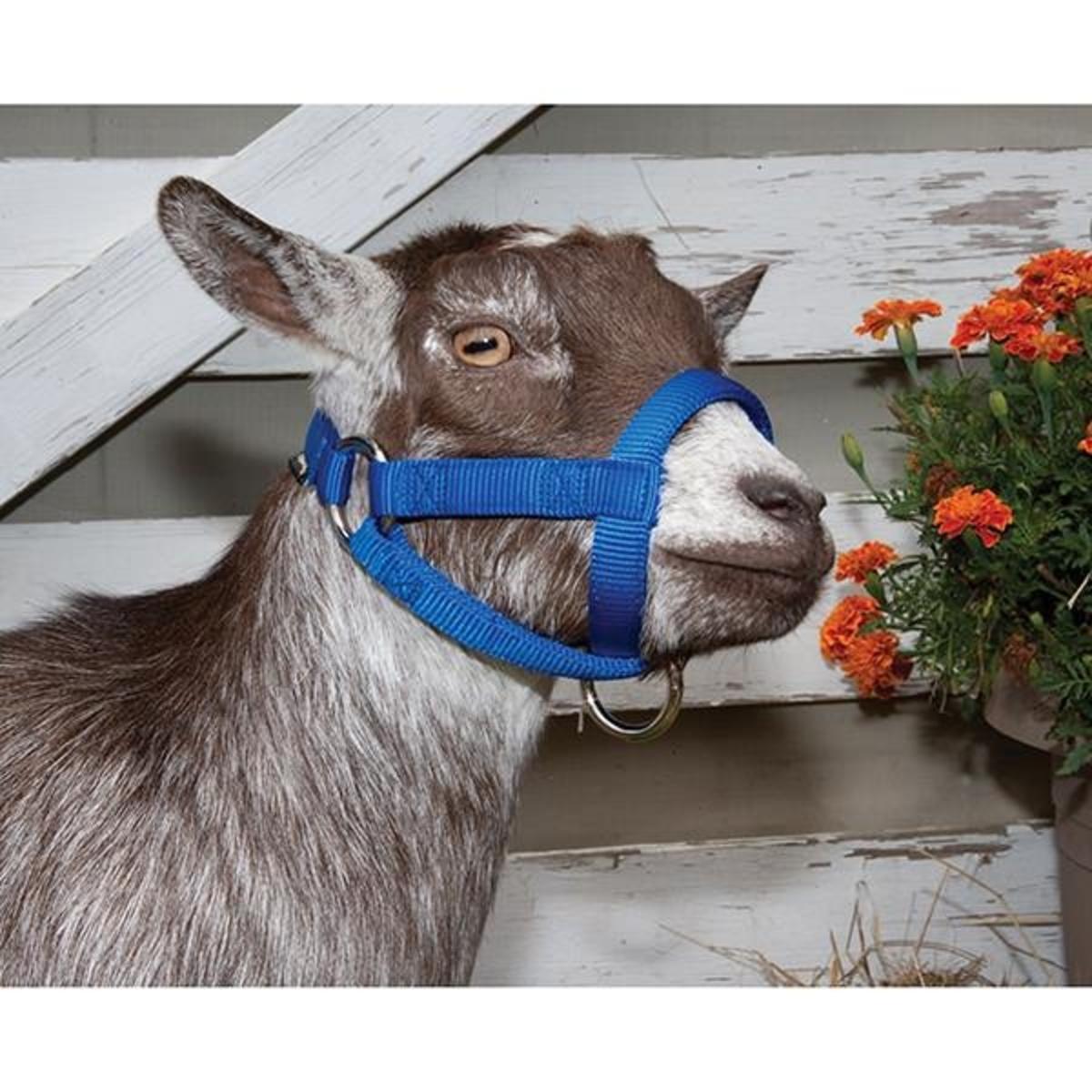 Goat Halter Pic