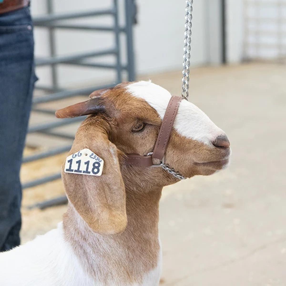 GOAT SHOW HALTER BRAHMA Pic