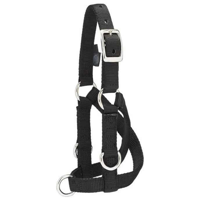 content/products/Sheep & Goat Training Halter