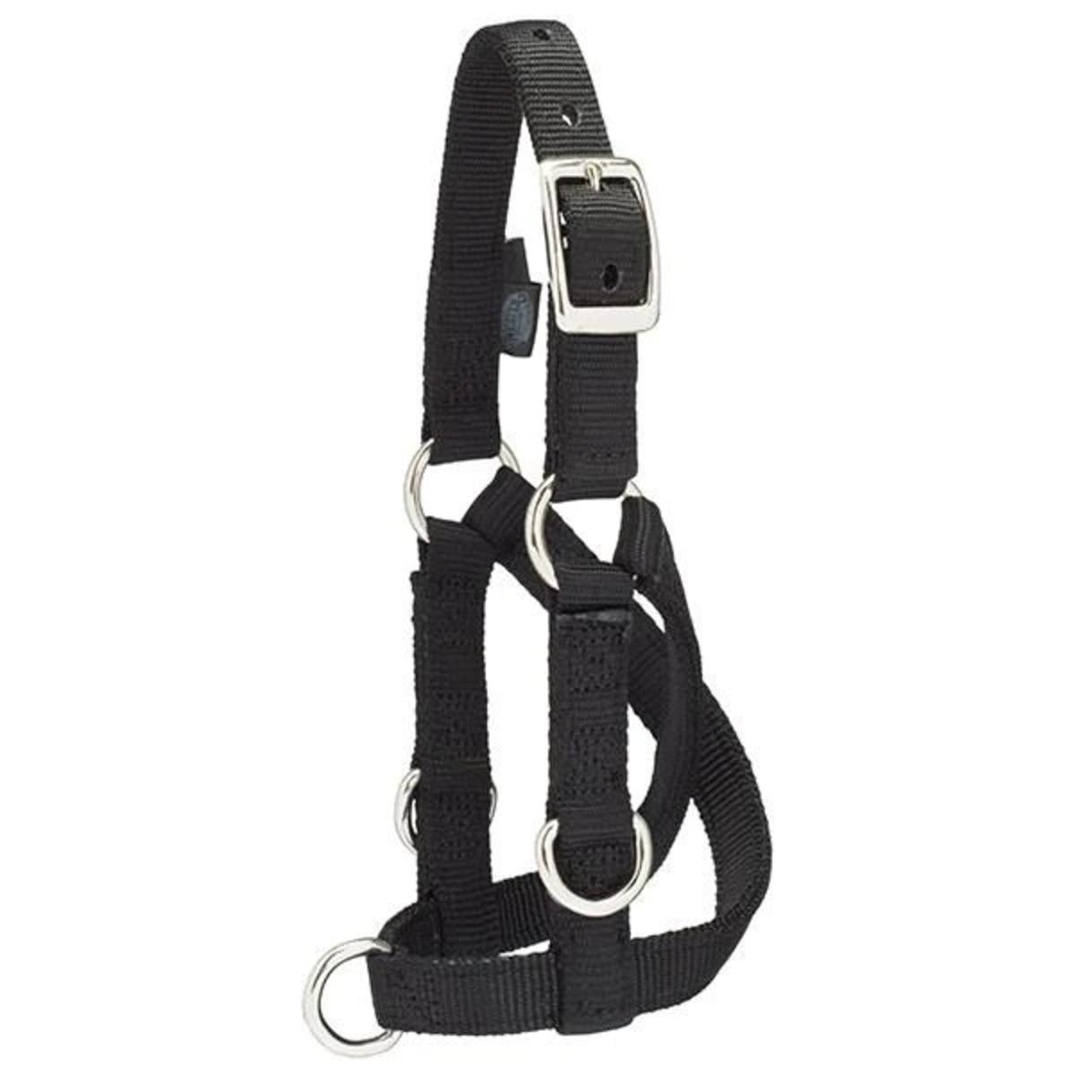 Sheep & Goat Training Halter