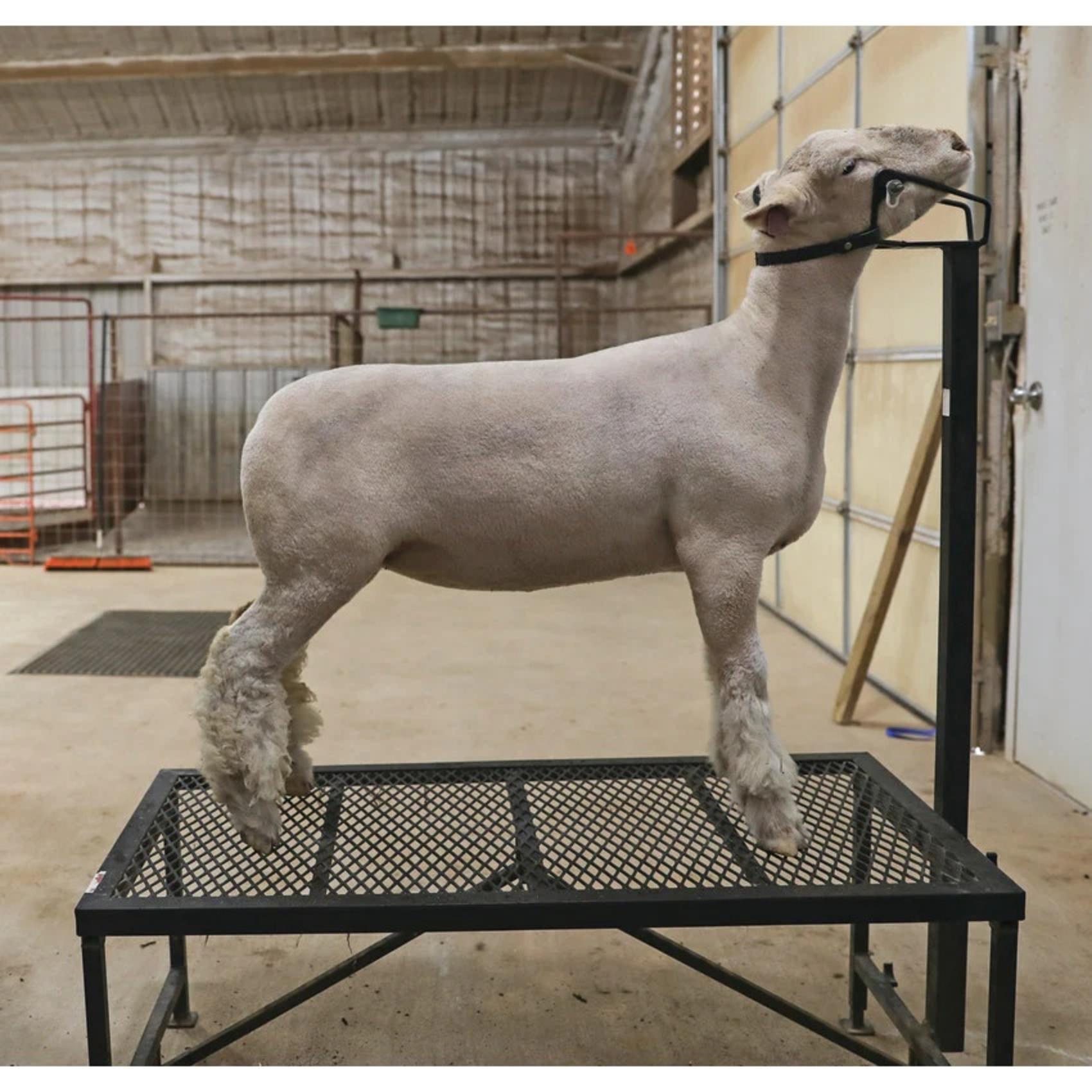 Shimmer Shampoo Sheep