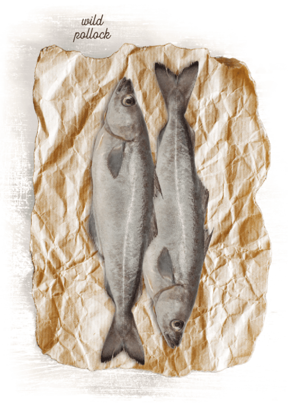 Grizzly-pollock-600x818