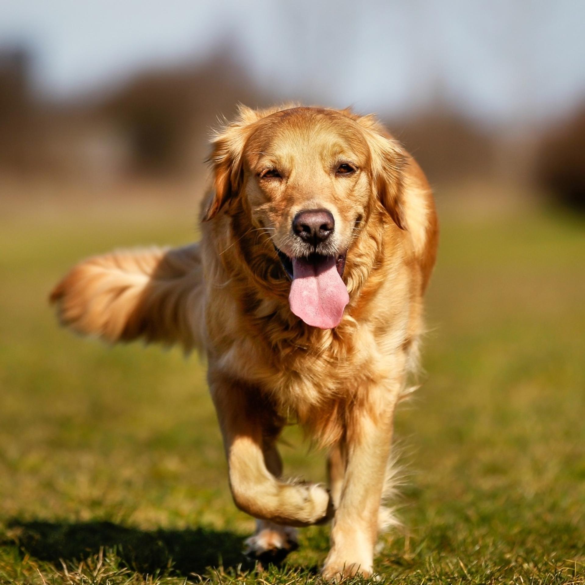 dogs-supplements-4