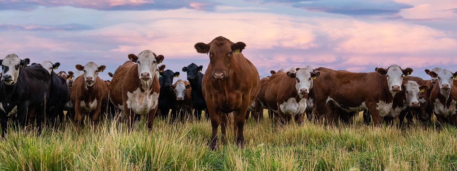 Red-Angus-Cattle-Group (1)