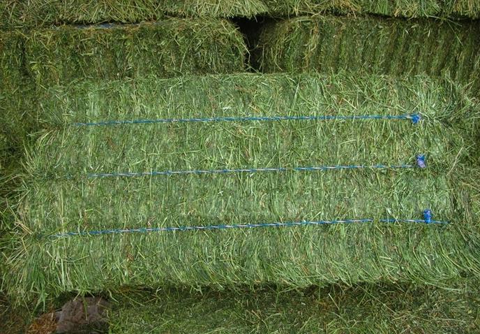 content/products/alfalfa-in-3-string-bale