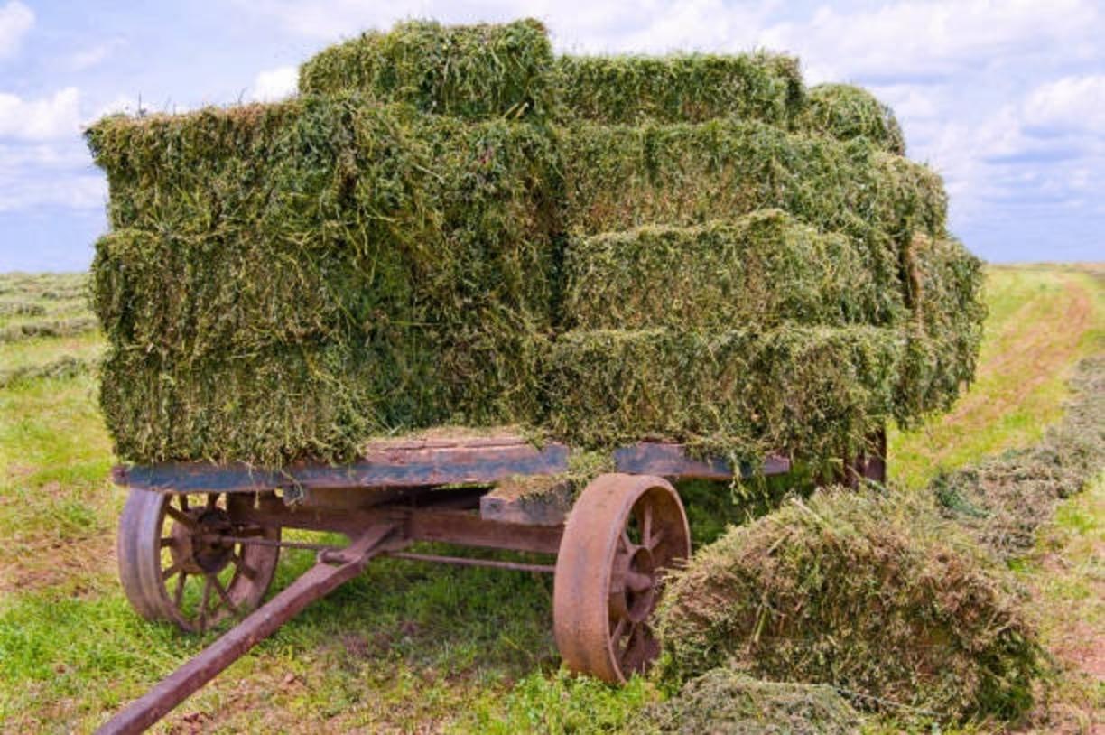 Alfalfa bales for horses and liv