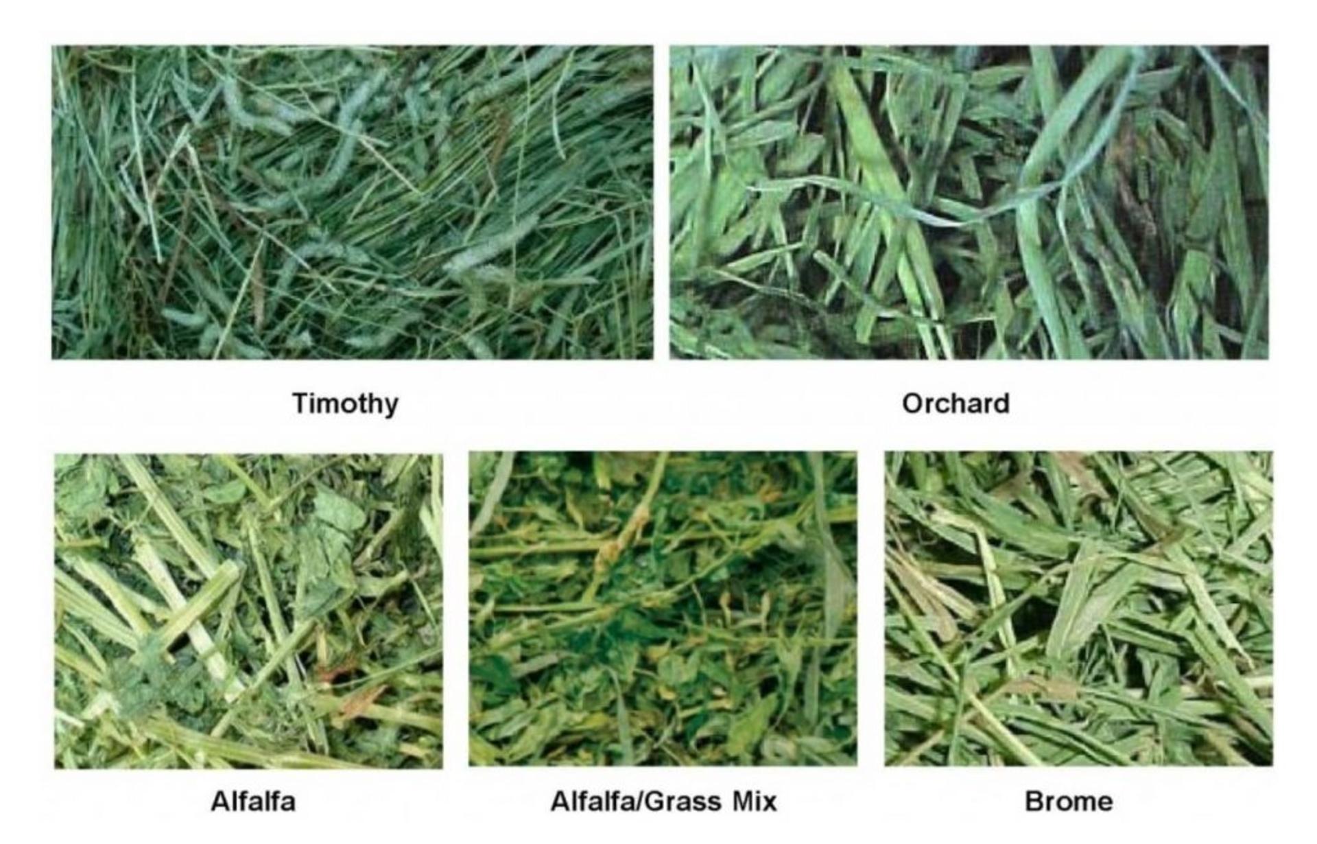 species-of-hay-1024x656