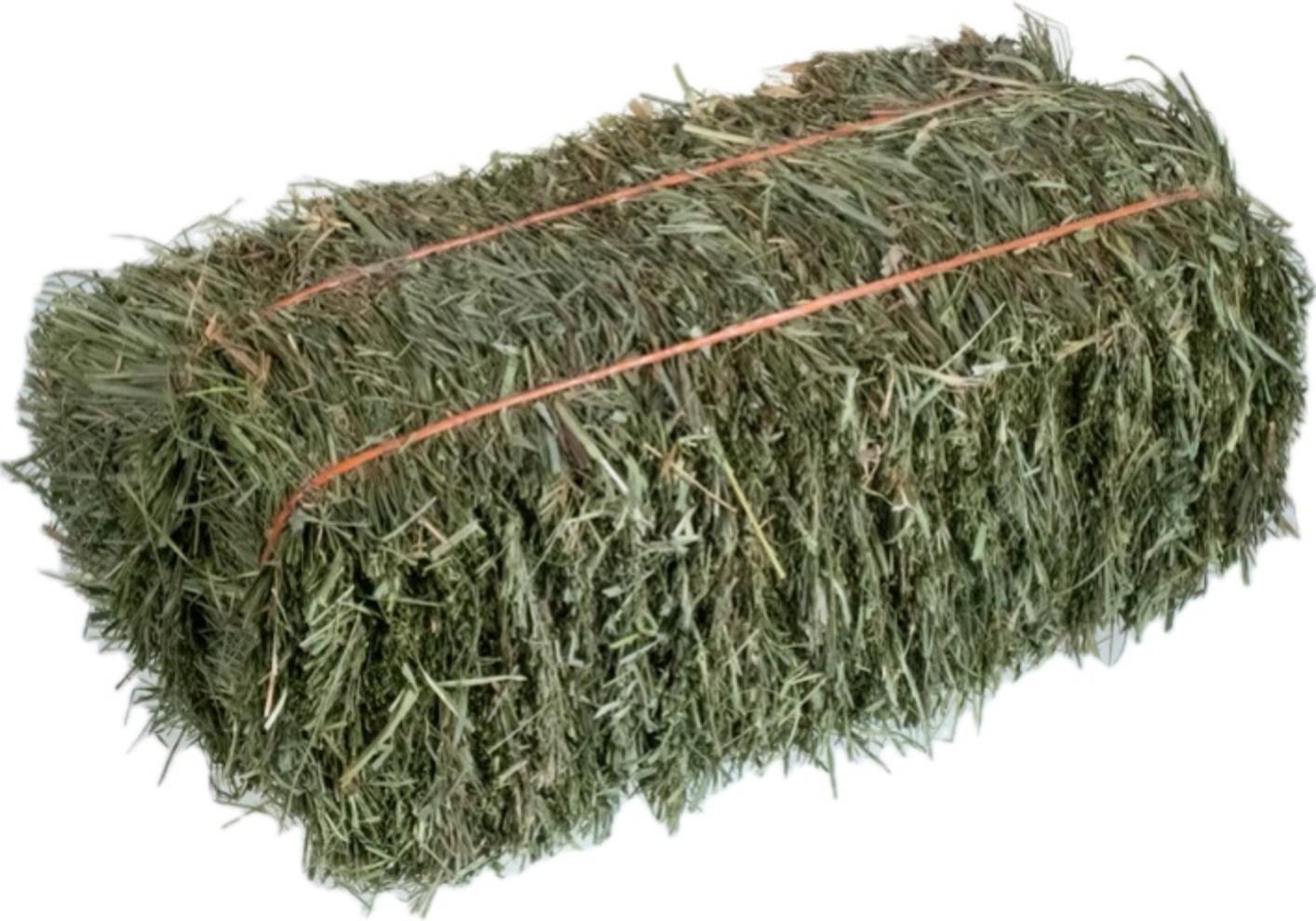 grass hay 