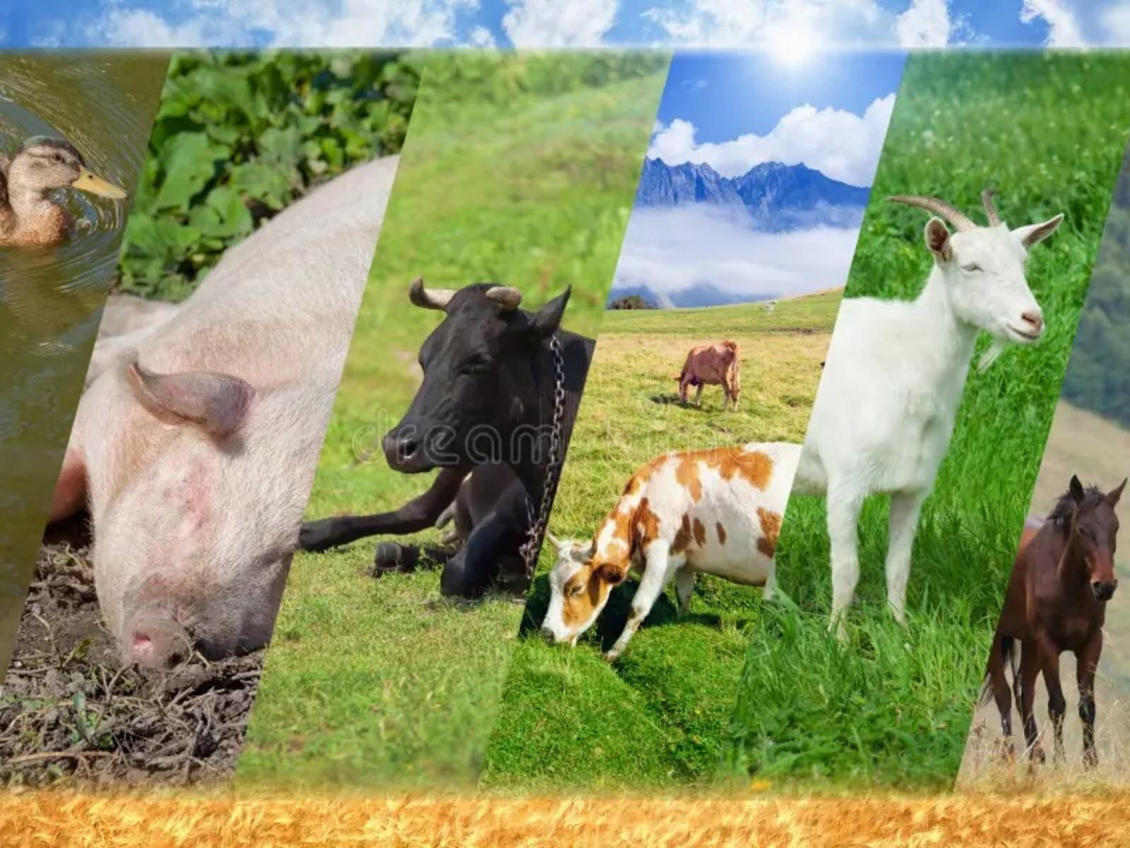 livestock-collage-photo-farm-ani