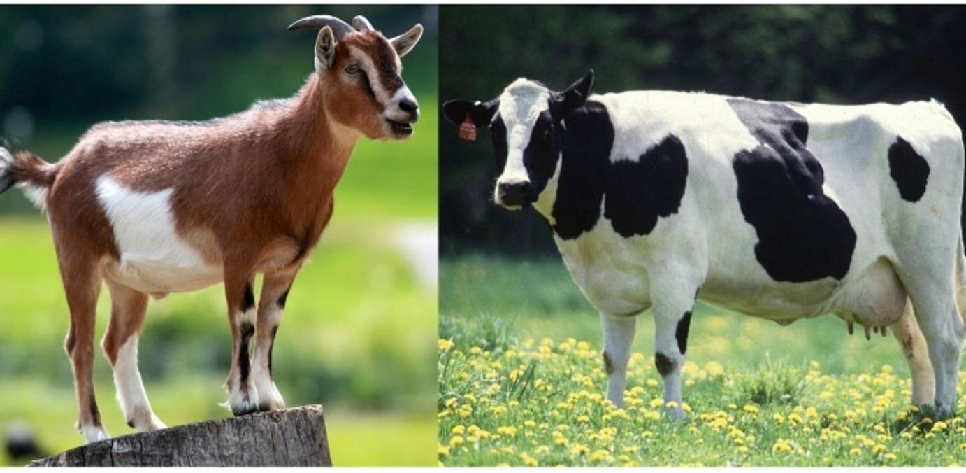 cow-vs-goat