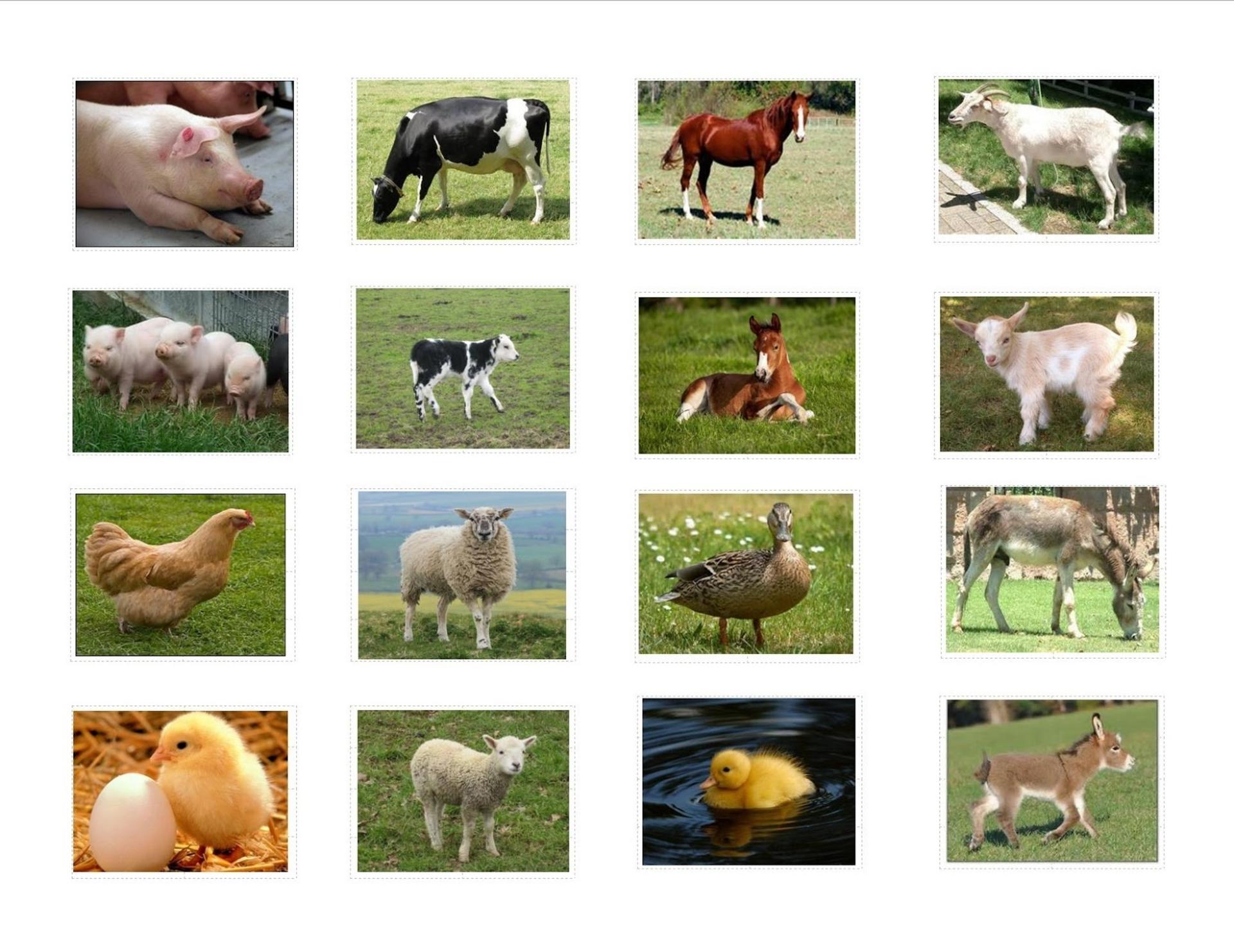 farm-animals-collage-3