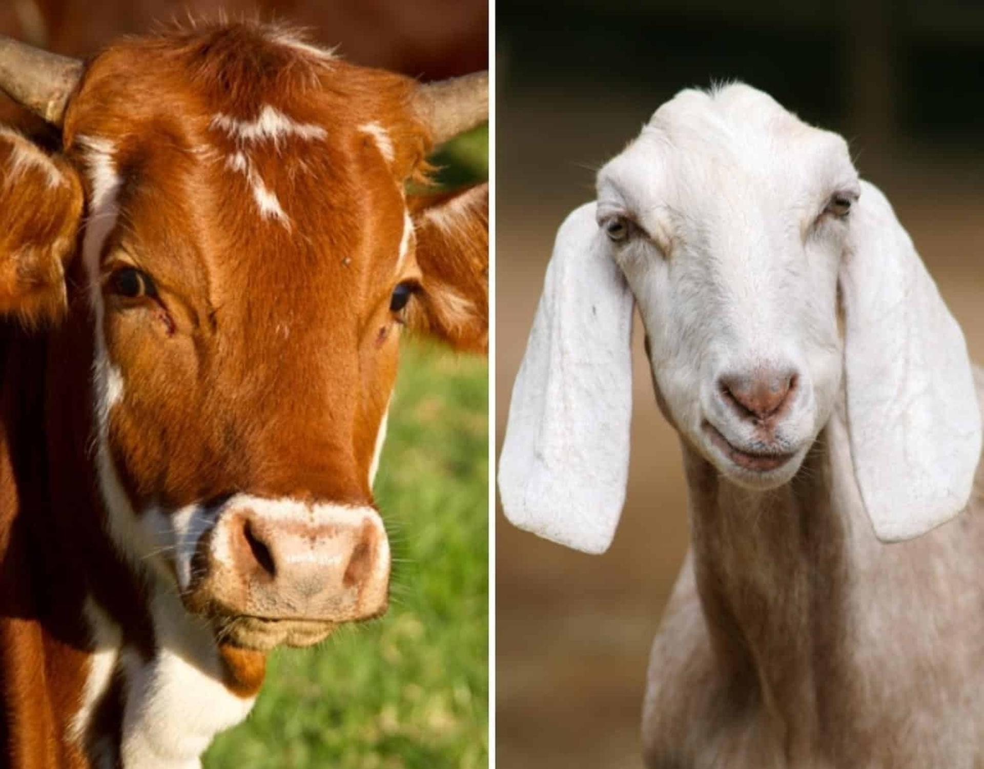 goat_and_cow