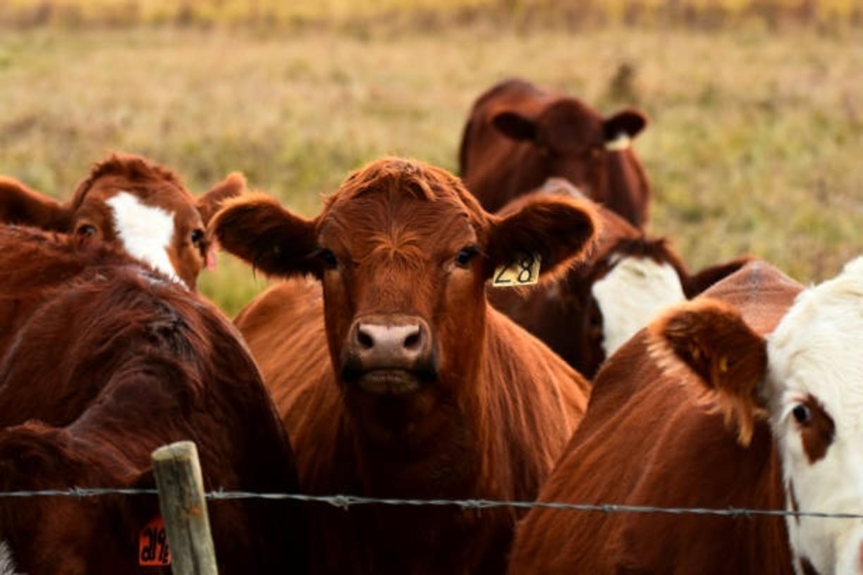 beef cattle
