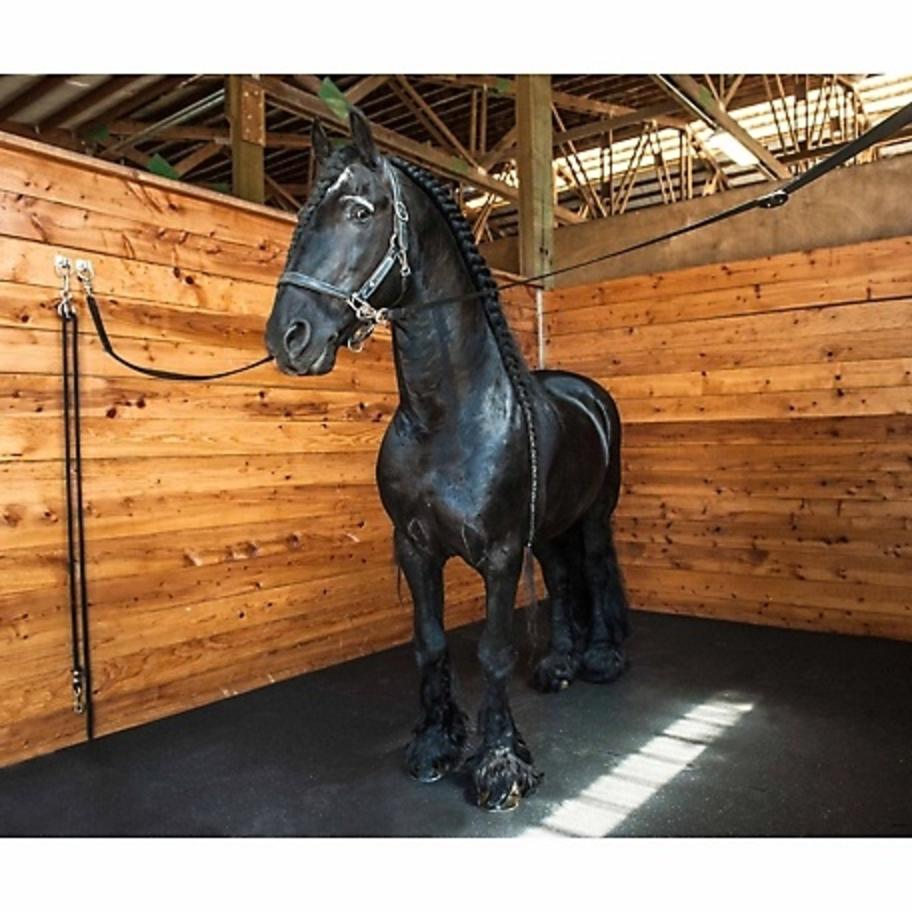 Stall Mat and Horse 