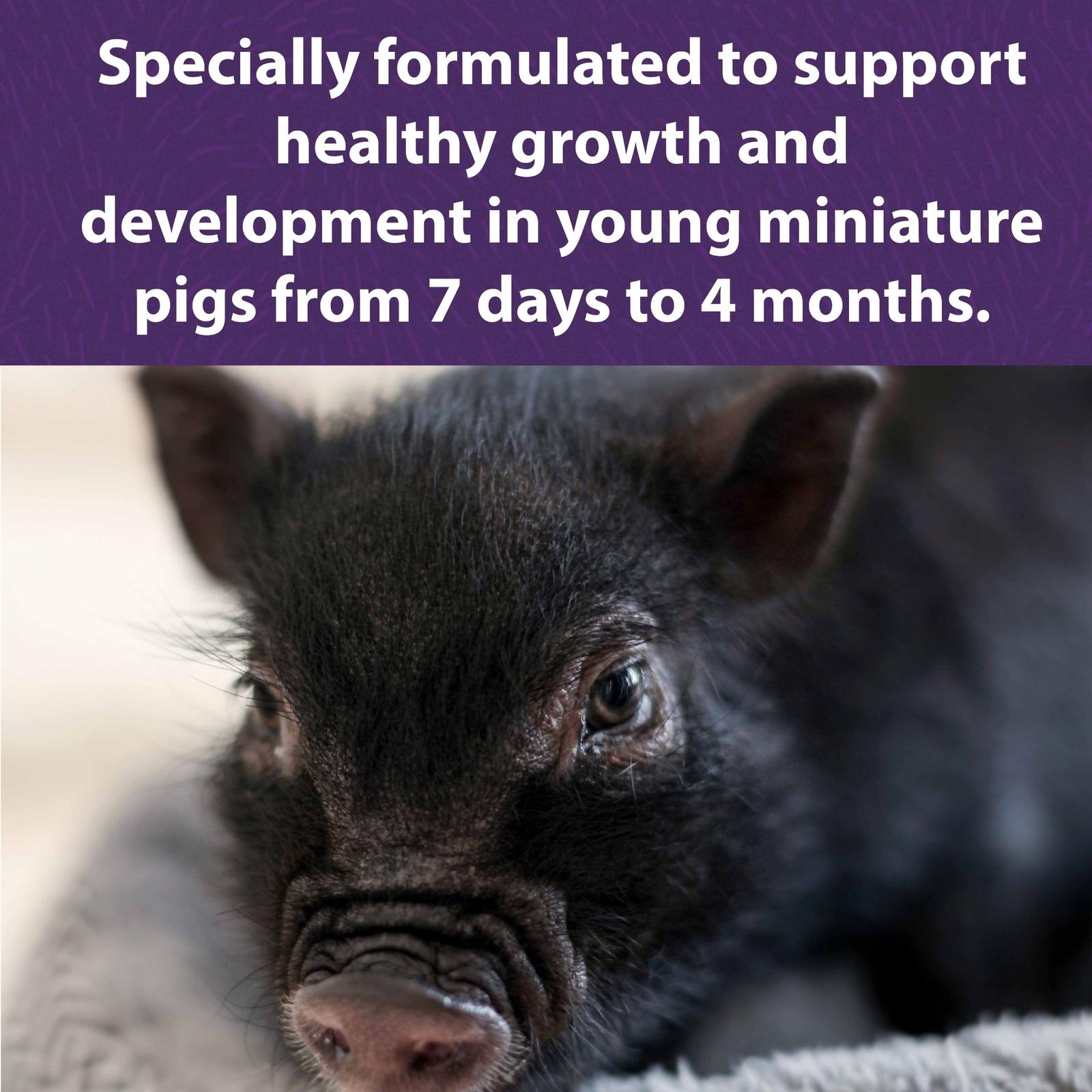 mazuri_mini_pig_youth_DF