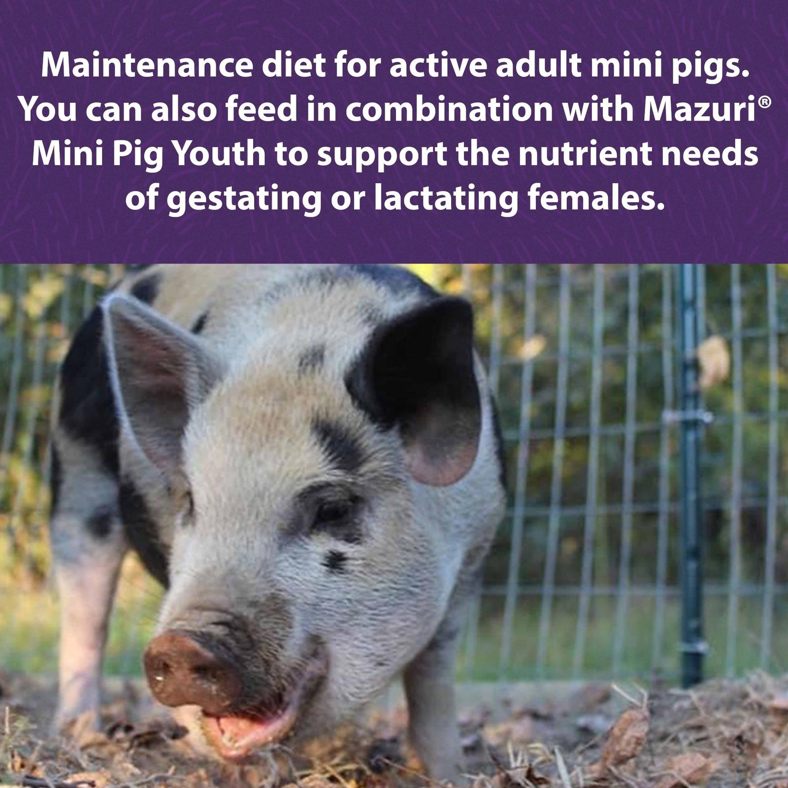 Mini_pig_active_adult_DF