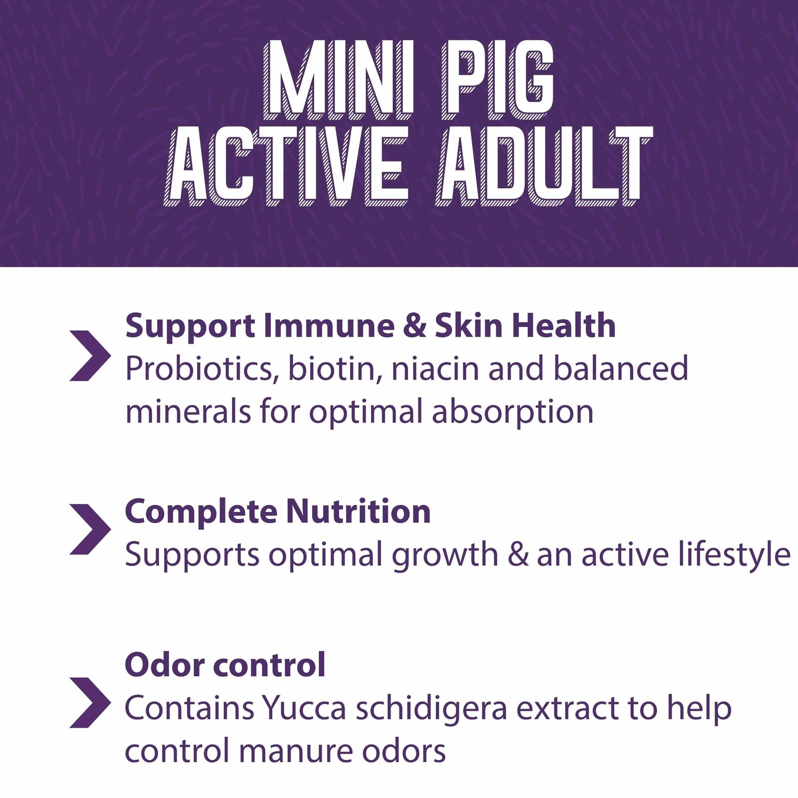 Mini_pig_active_adult_FB