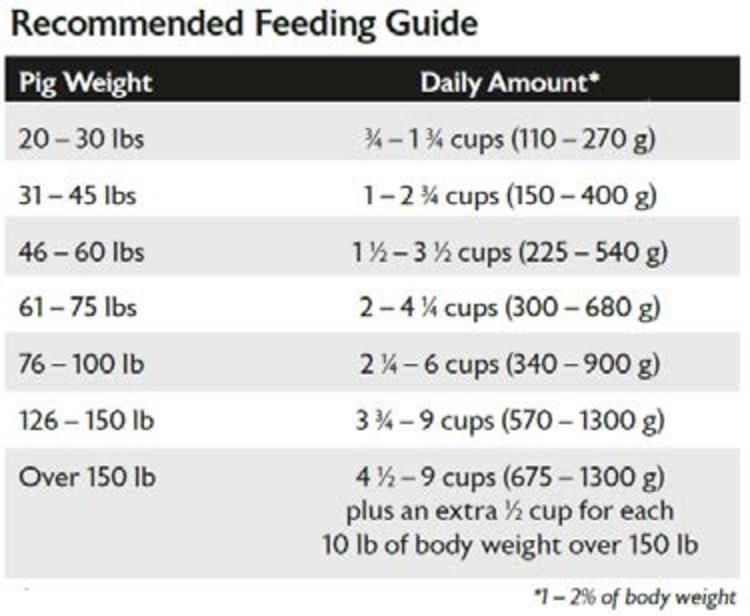 feeding direction mini pig mazur