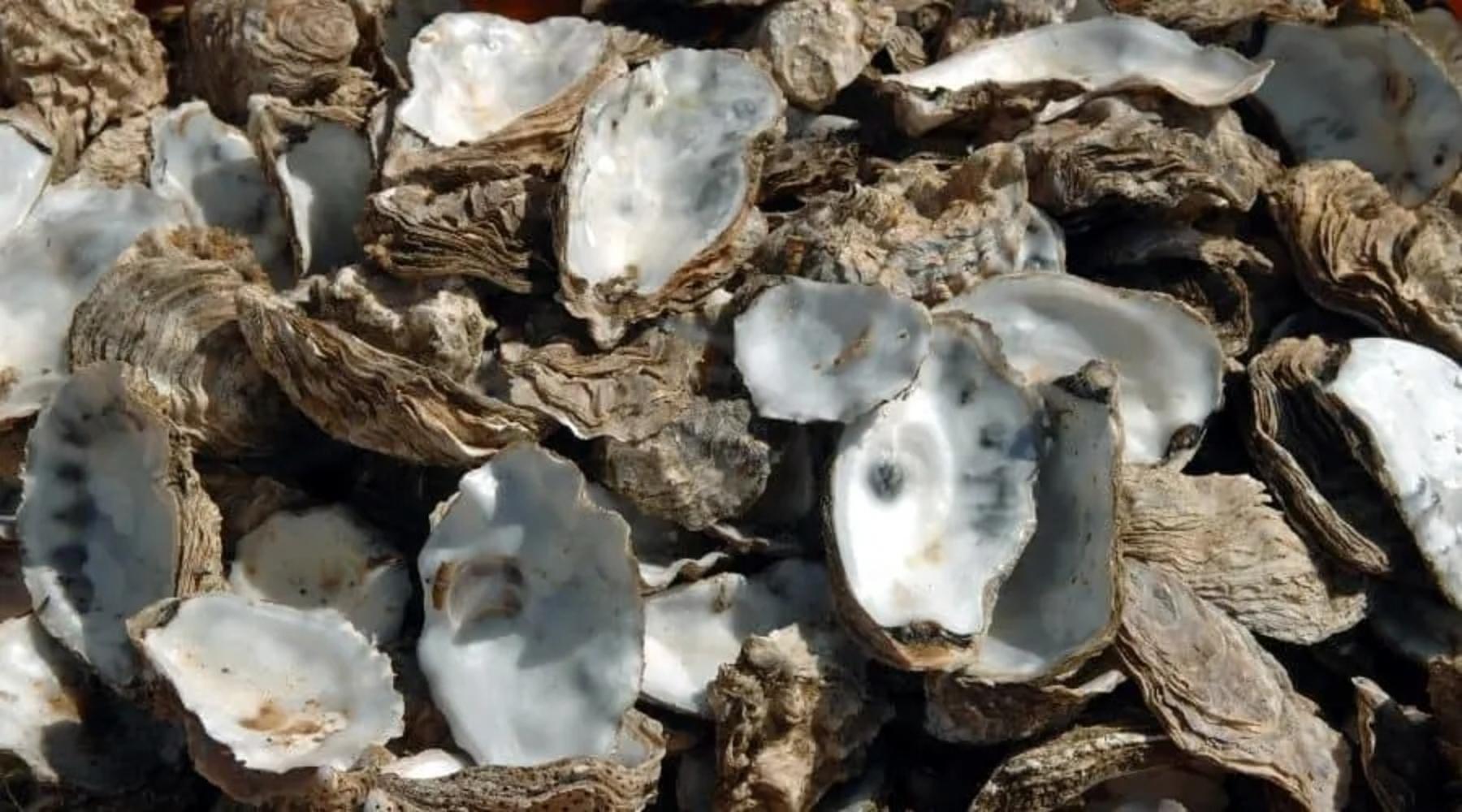 Image-of-oyster-shells.jpg