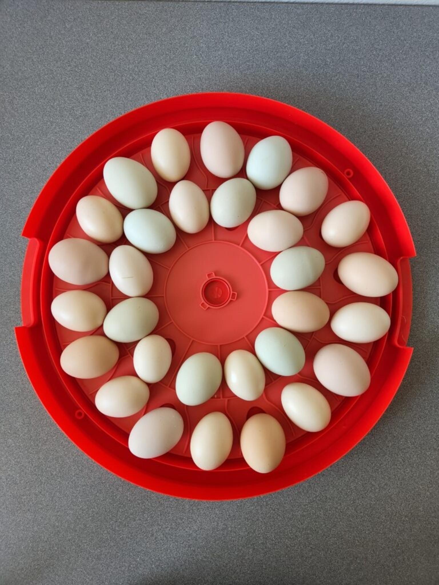 Red-Incubator-Loaded-with-Eggs-768x1024