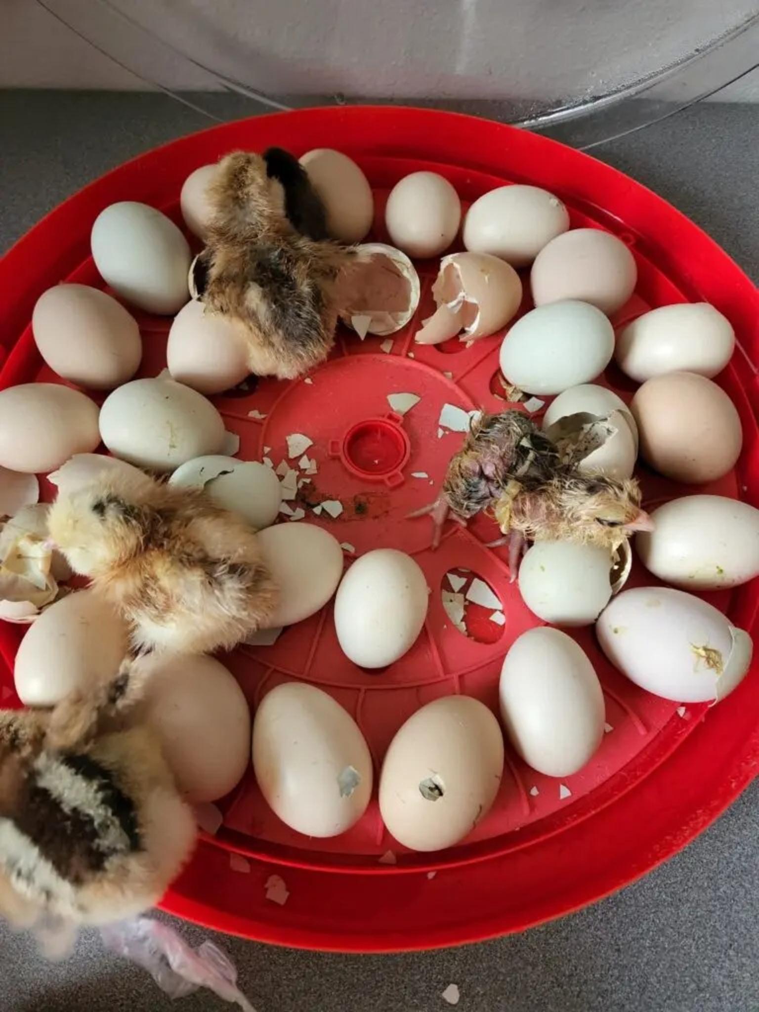 Chicks-Hatched-768x1024