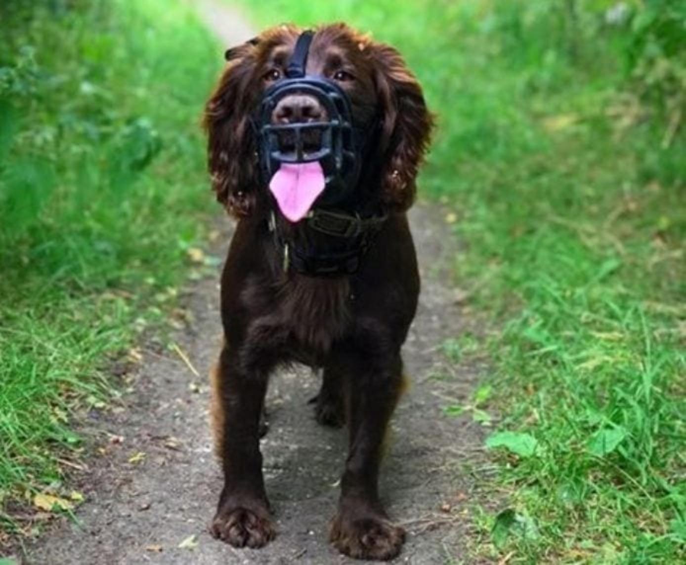 Baskerville_Ultra_On-dog-spaniel-on-walk_Header-Gallery_694x572