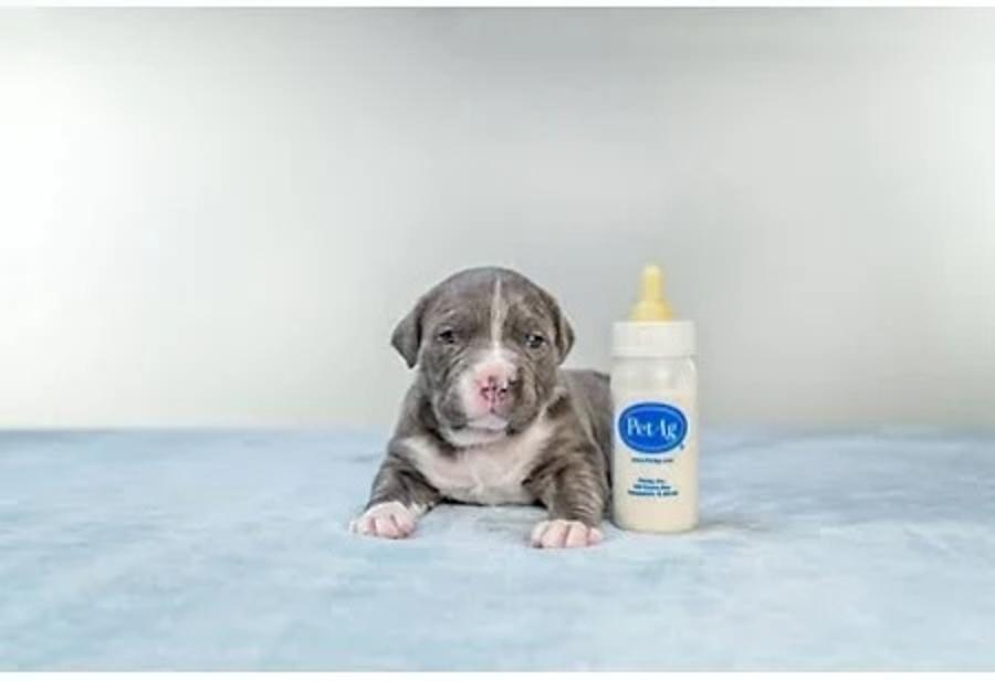 4 oz. bottle with puppy