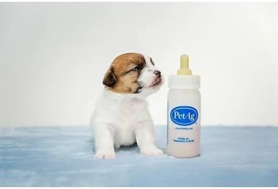 4 oz. bottle with puppy 2