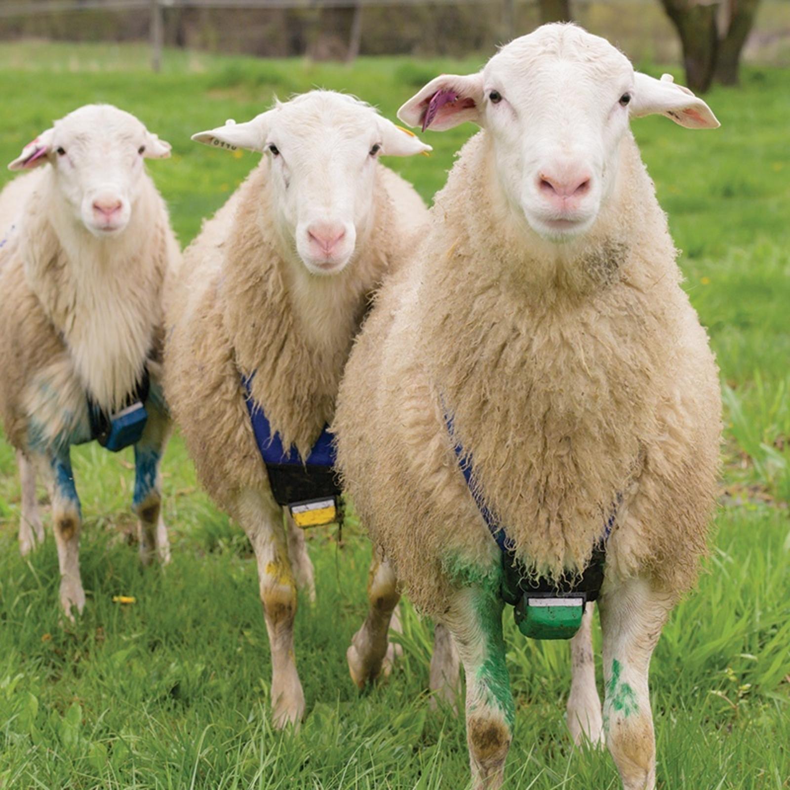 SHEEP & HARNESS EXAMPLE