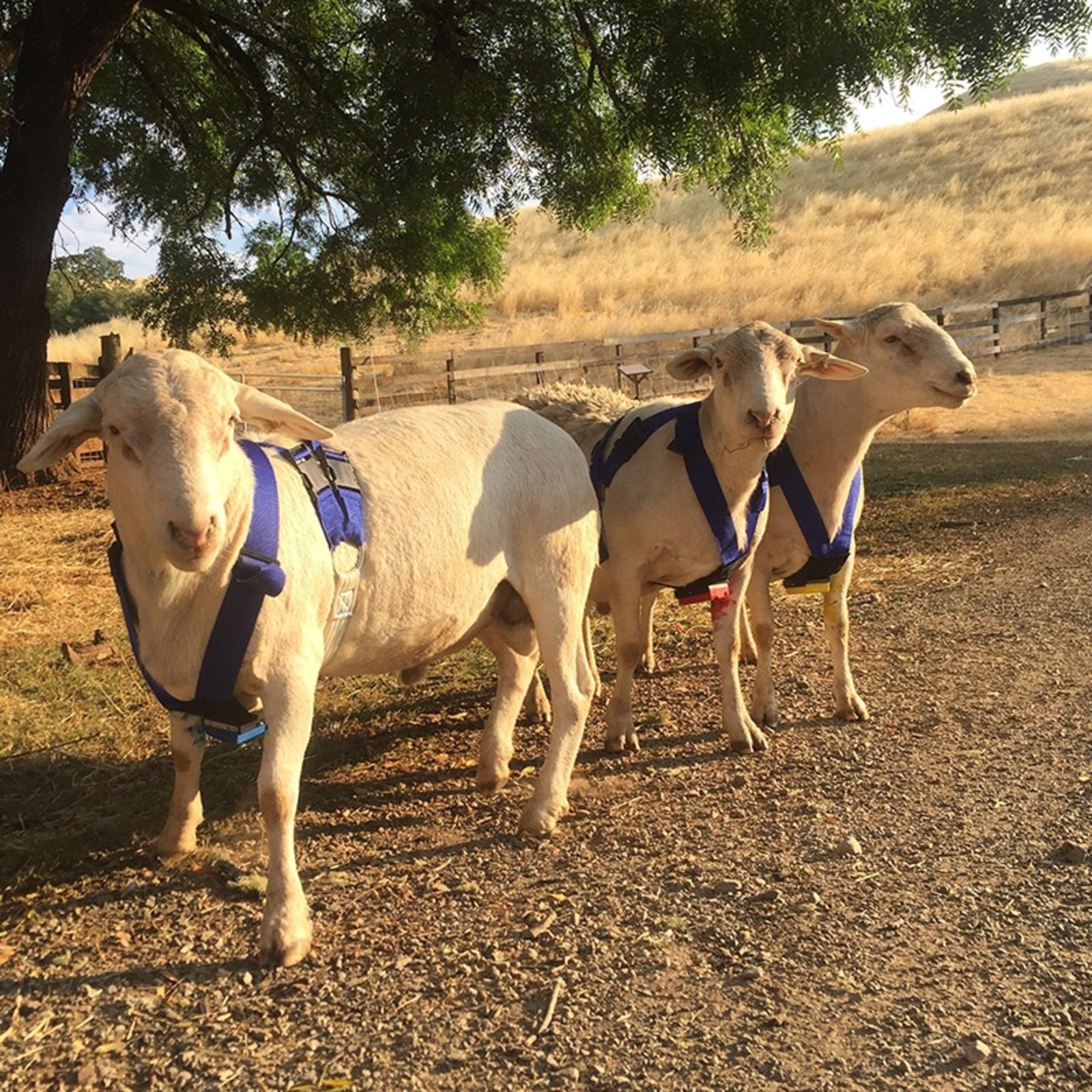 SHEEP & HARNESS EXAMPLE 2