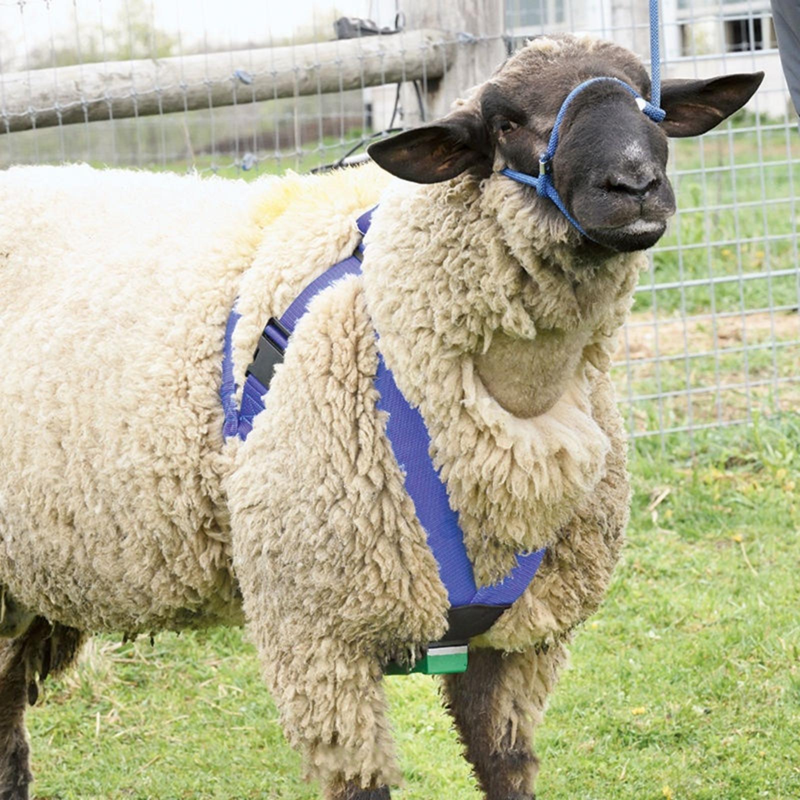 SHEEP & HARNESS EXAMPLE 3