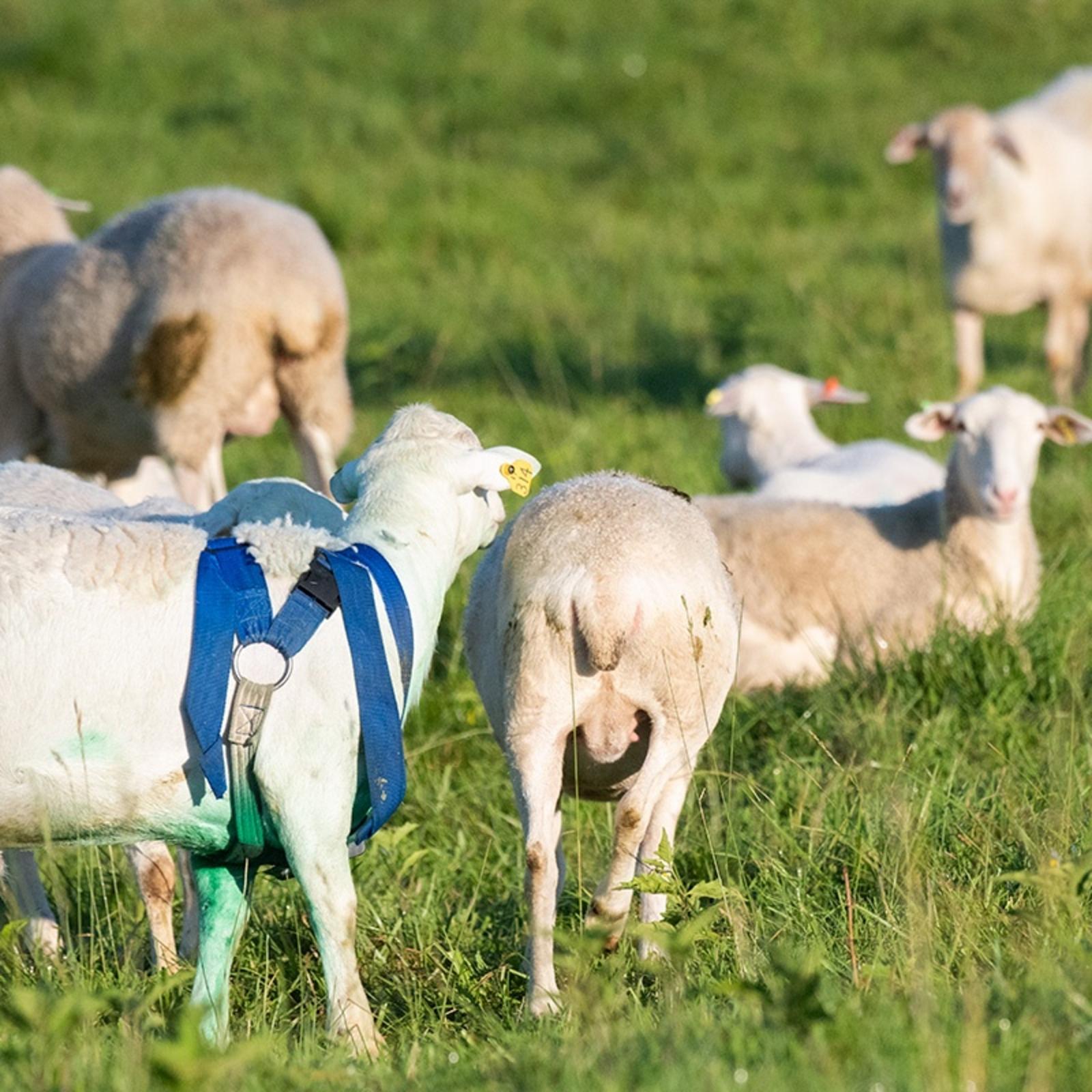 SHEEP & HARNESS EXAMPLE 4