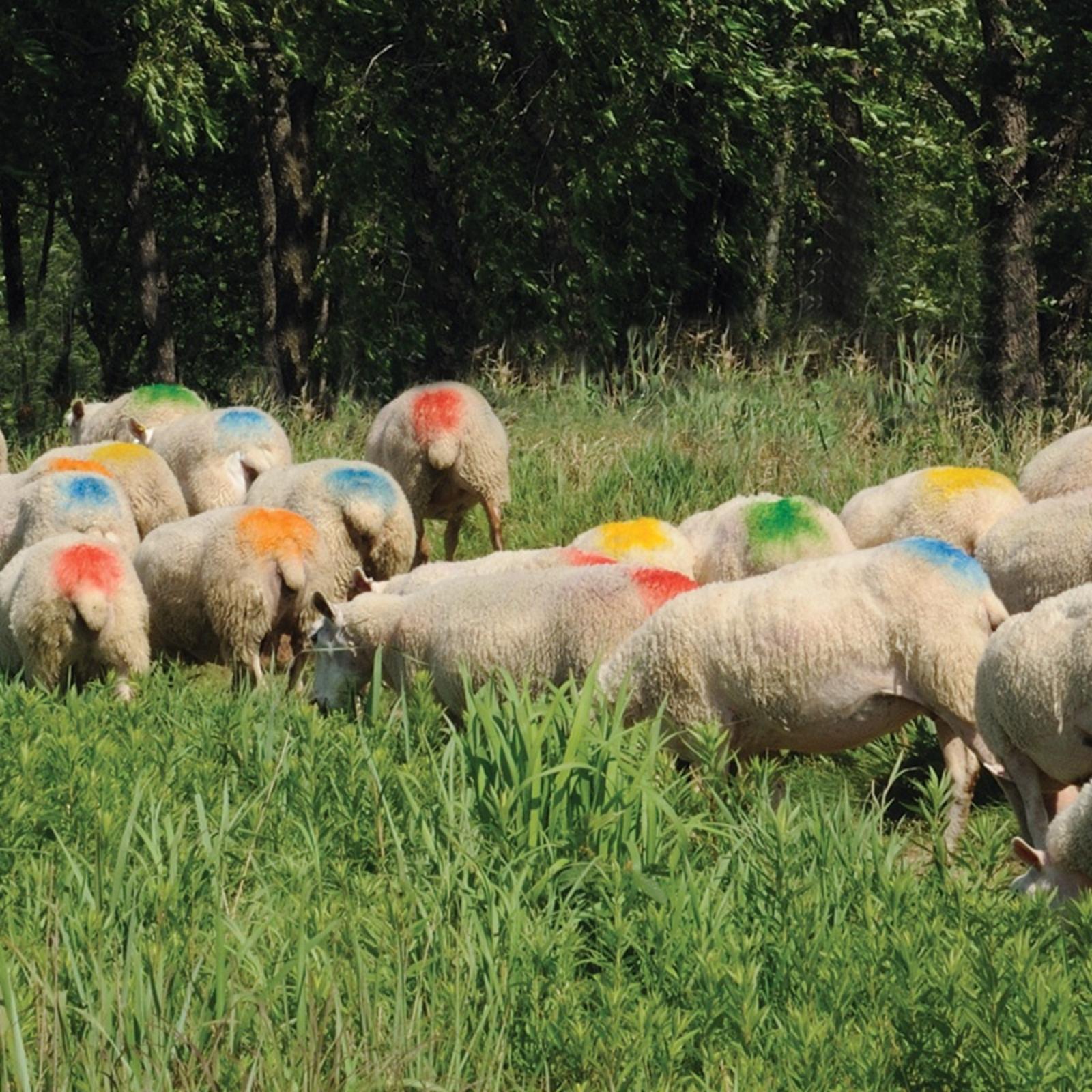 MARKED SHEEP 