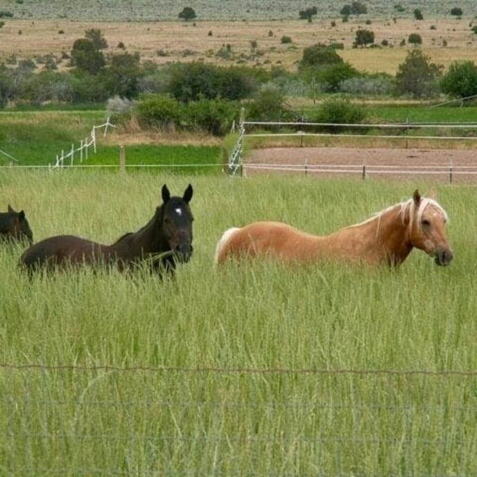 content/products/PASTURE SEED DRYLAND 