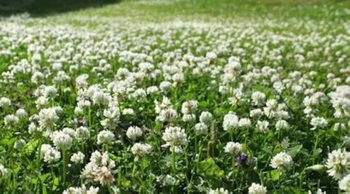 content/products/CLOVER SEED WHITE DUTCH