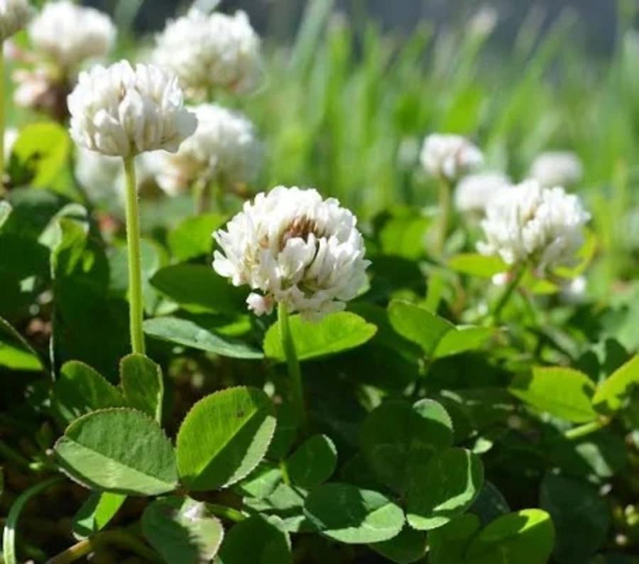 CLOVER SEED WHITE DUTCH 10#