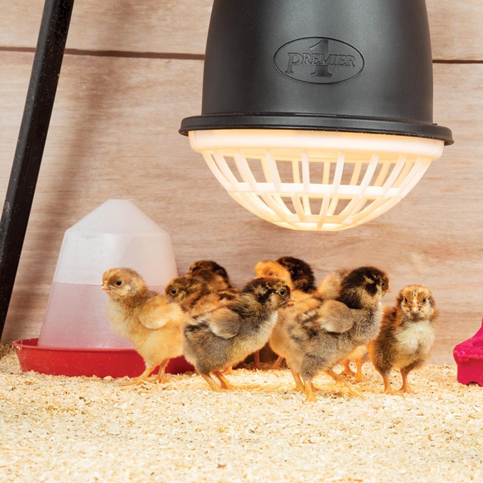 PRIMA HEAT LAMP BLACK chicks