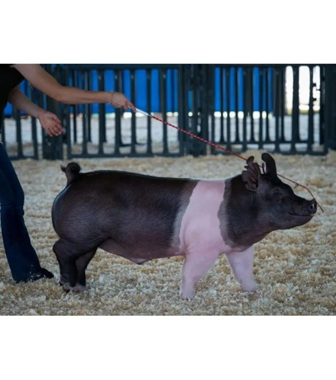 PIG SHOW WHIP 36 ASST. COLORS with pig