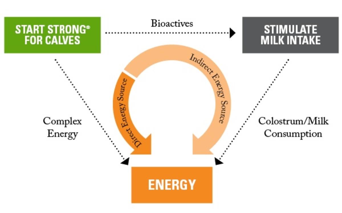 startstrong-howitworks-6579d3cc1