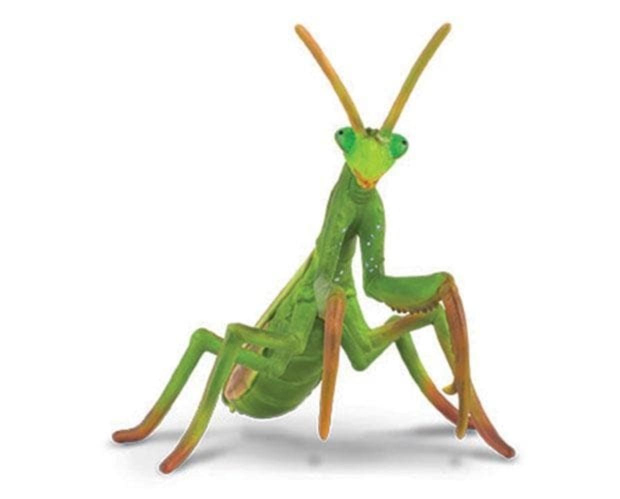 praying-mantis-model-breyer-687477_620x499