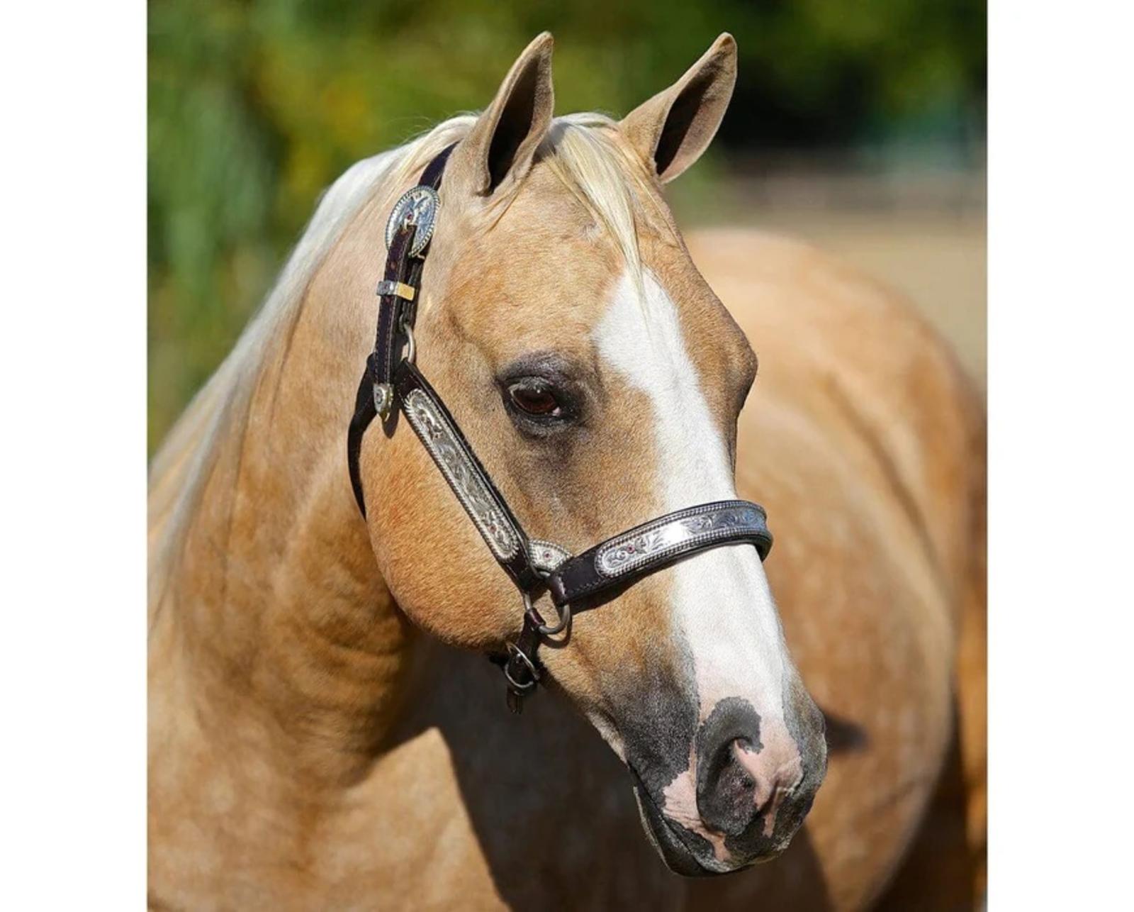 ebony-shines-and-charlize-quarter-horse-set-model-breyer-665511_870x700