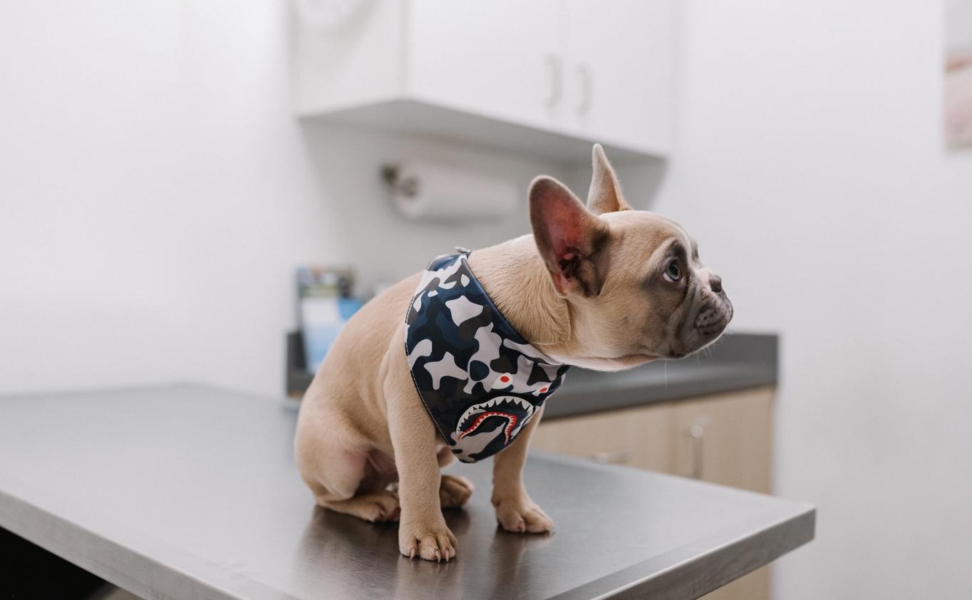 Pup at the Vet