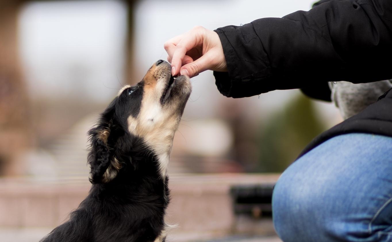 Dog Being Fed