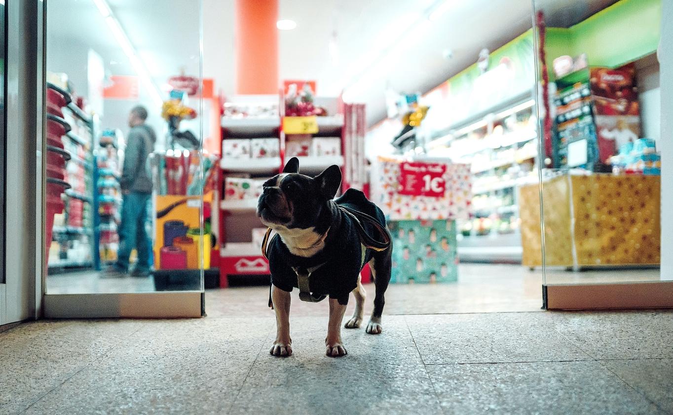 Pup in a Store