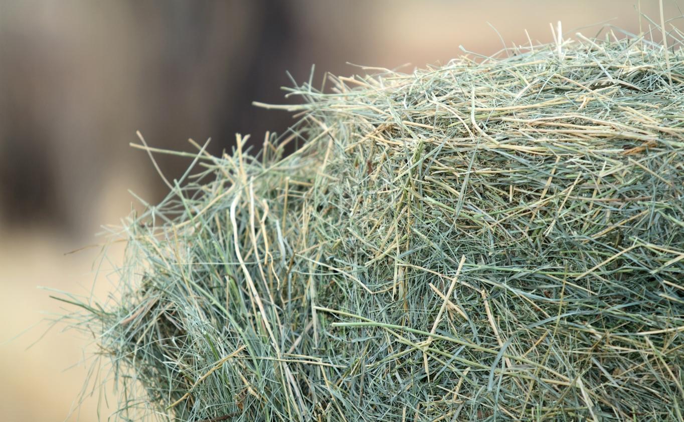 Forage Going to the Barn