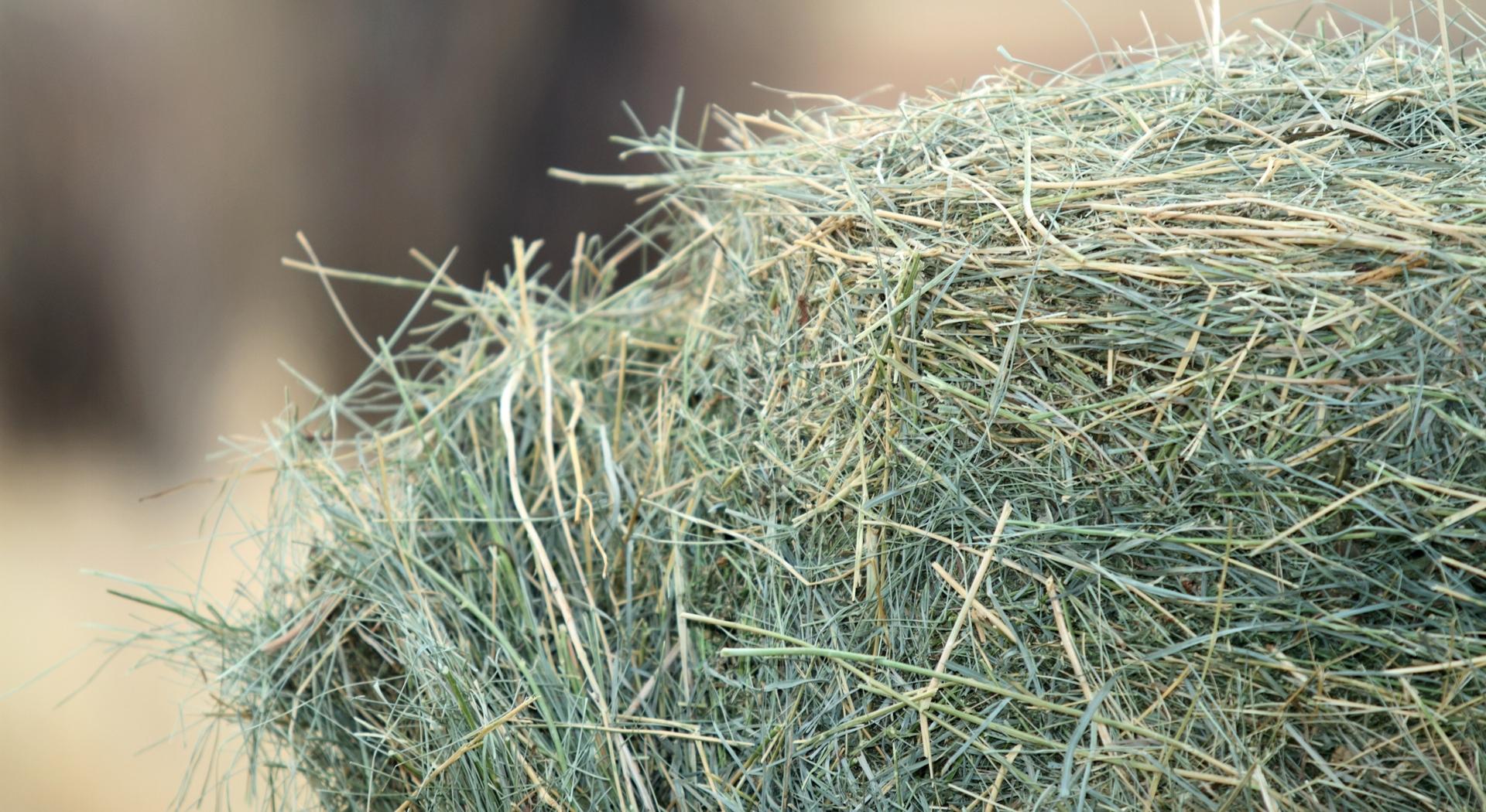 Forage Going to the Barn